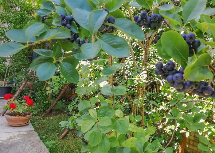 דירה Forlani-1 By Interhome